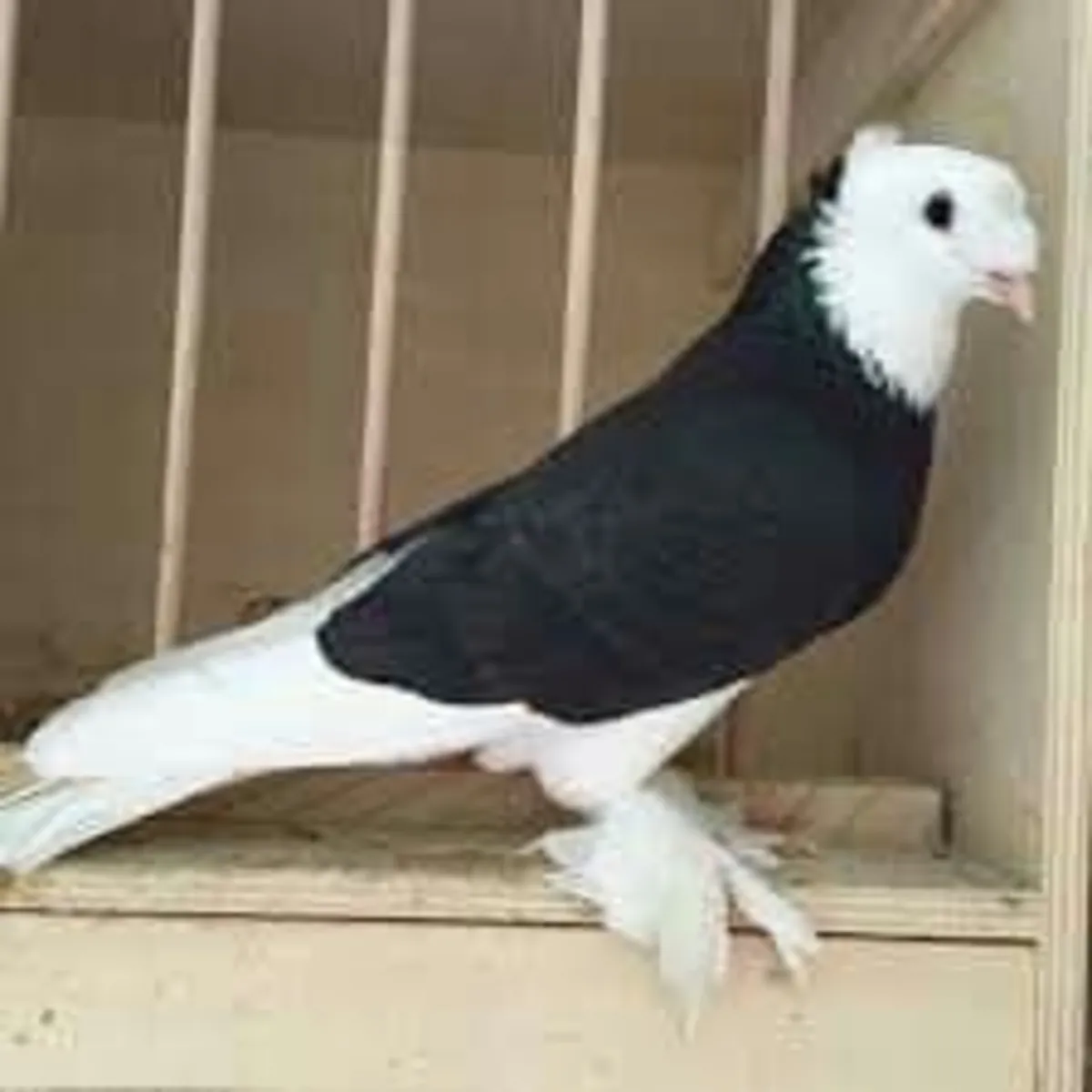 Birmingham Roller Sahiplendirme | Profesyonel Taklacı