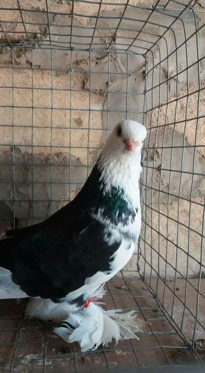 Birmingham Roller Sahiplendirme | Profesyonel Taklacı