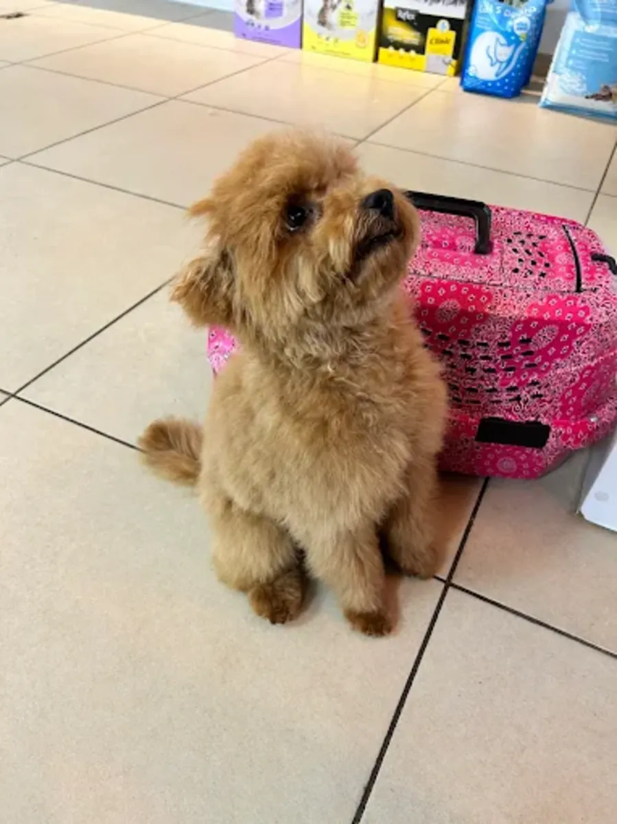 高端宠物美容及水疗——针对特定品种的美容、洗澡和梳理 - İstanbul