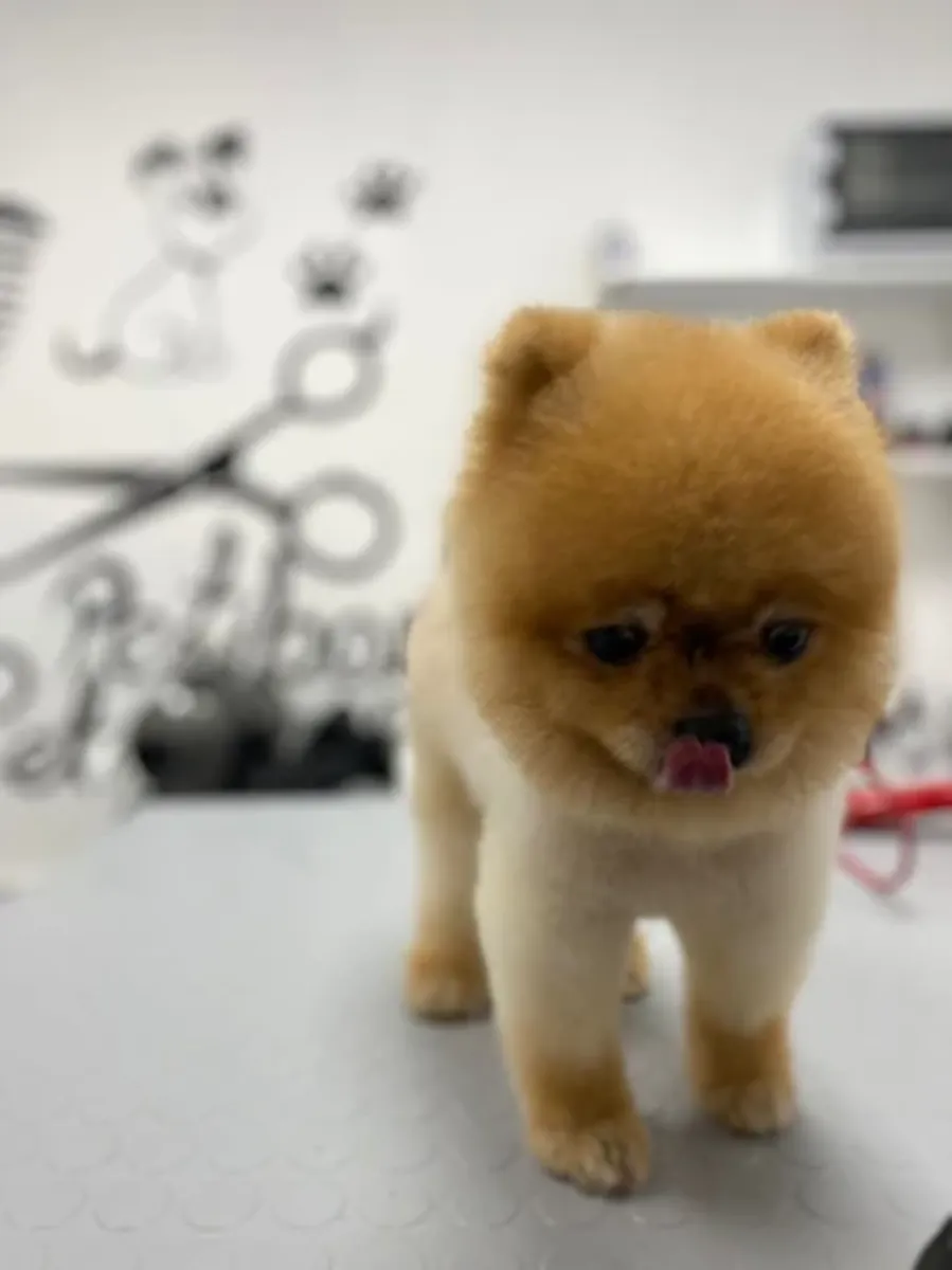 高端宠物美容及水疗——针对特定品种的美容、洗澡和梳理 - İstanbul