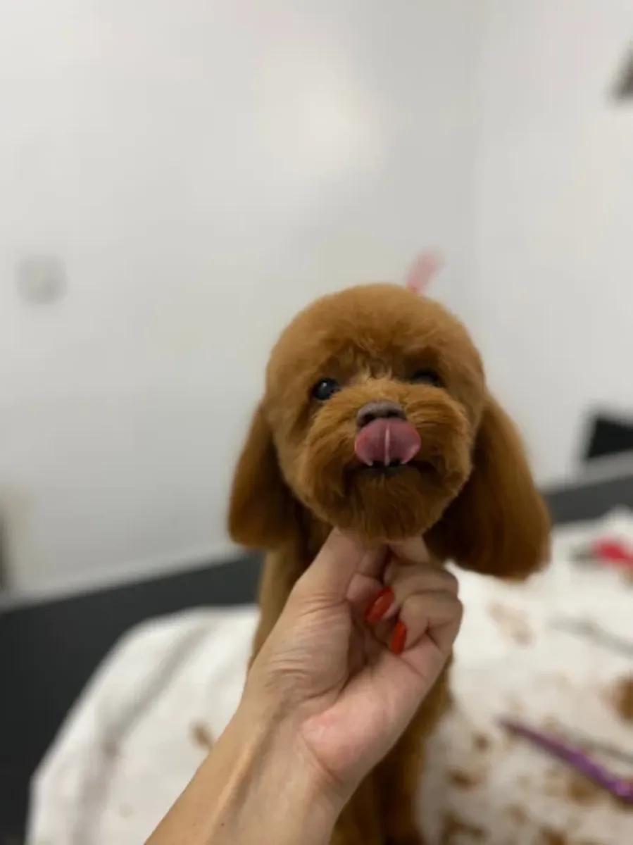 高端宠物美容及水疗——针对特定品种的美容、洗澡和梳理 - İstanbul