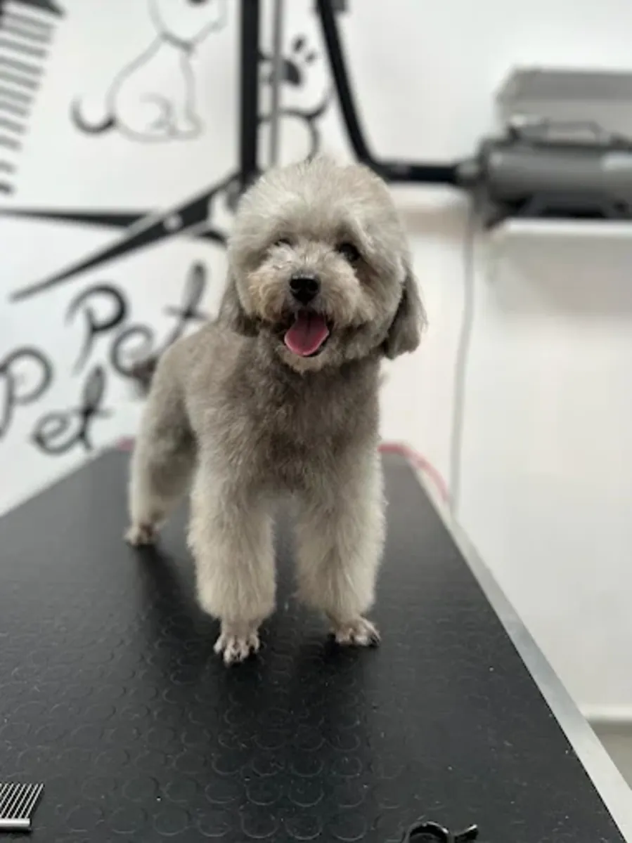 高端宠物美容及水疗——针对特定品种的美容、洗澡和梳理 - İstanbul