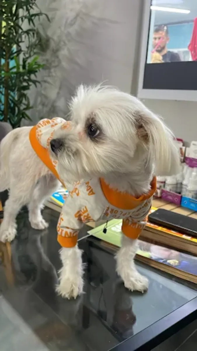 Peluquería, baño y peinado profesional para mascotas – Patiş Grooming Pet Grooming & Pet Shop - İstanbul