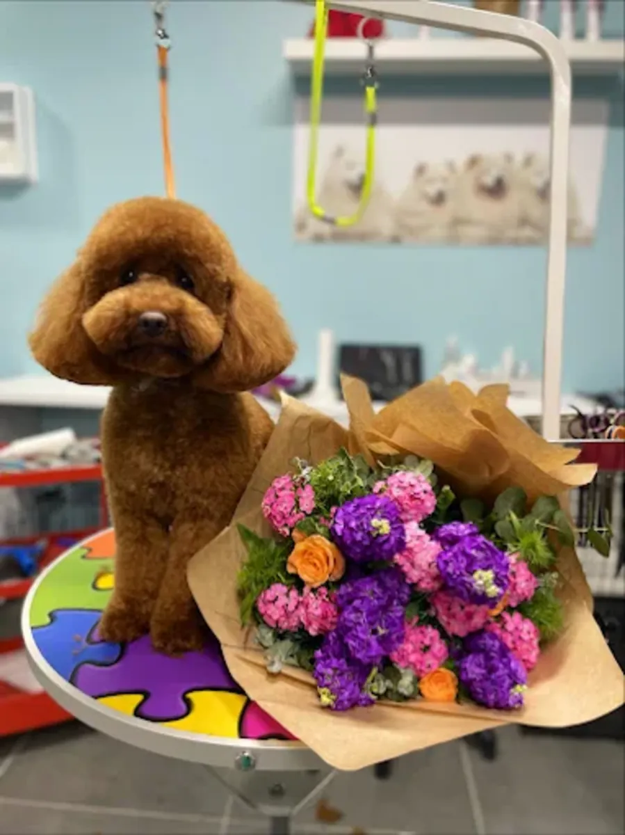 Peluquería, baño y peinado profesional para mascotas – Patiş Grooming Pet Grooming & Pet Shop - İstanbul