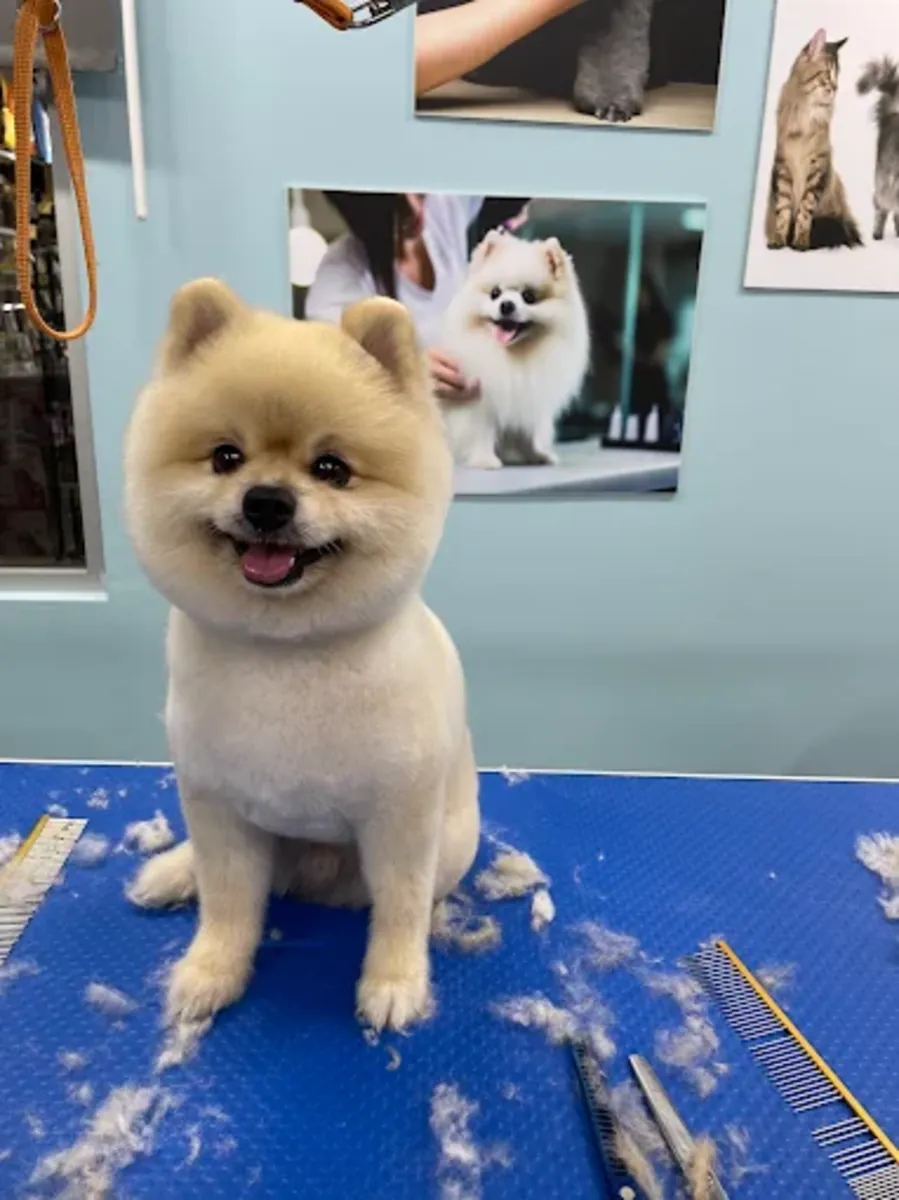 Peluquería, baño y peinado profesional para mascotas – Patiş Grooming Pet Grooming & Pet Shop - İstanbul