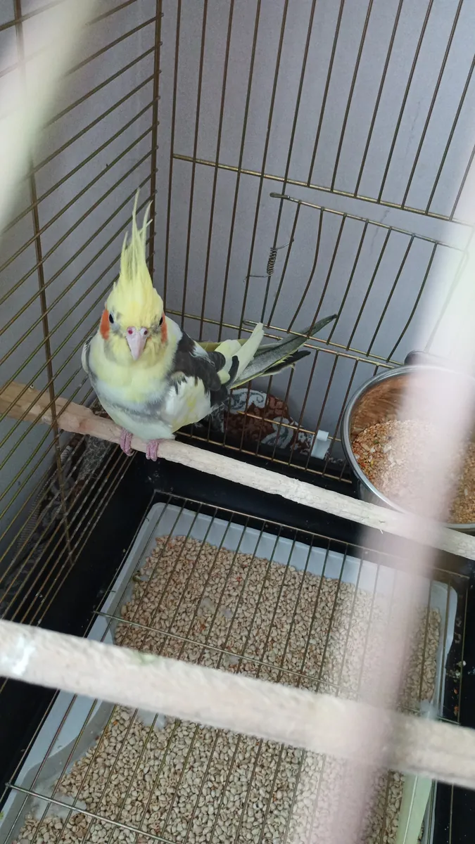 Cockatiel de poche