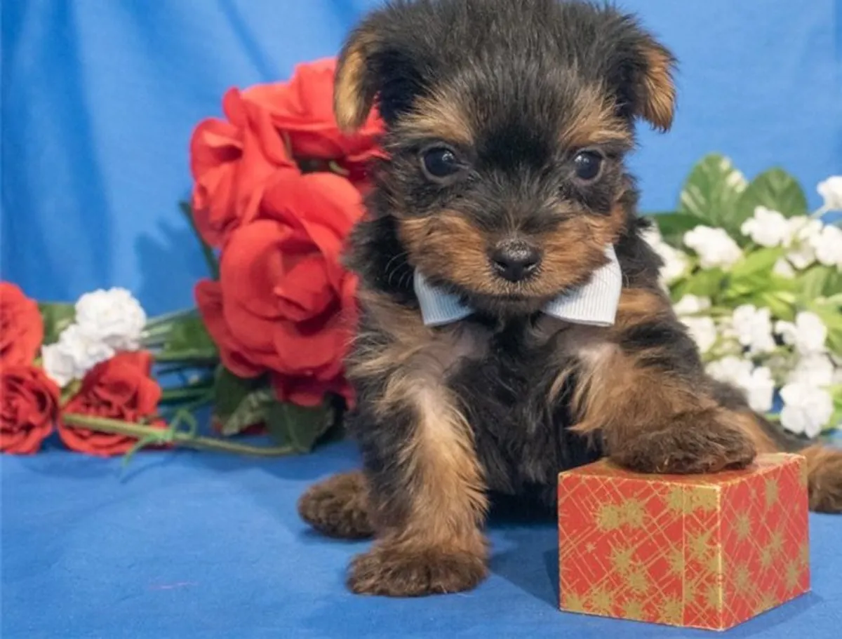 Cachorros de Yorkshire Terrier miniatura