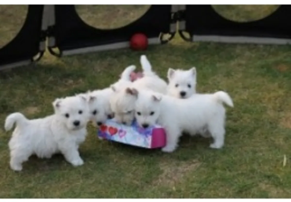 Cachorros de West Highland Terrier registrados en el Kennel Club.