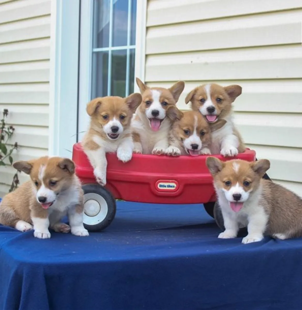 Cachorros de Welsh Pembrokeshire Corgi - Registrados en el Kennel Club