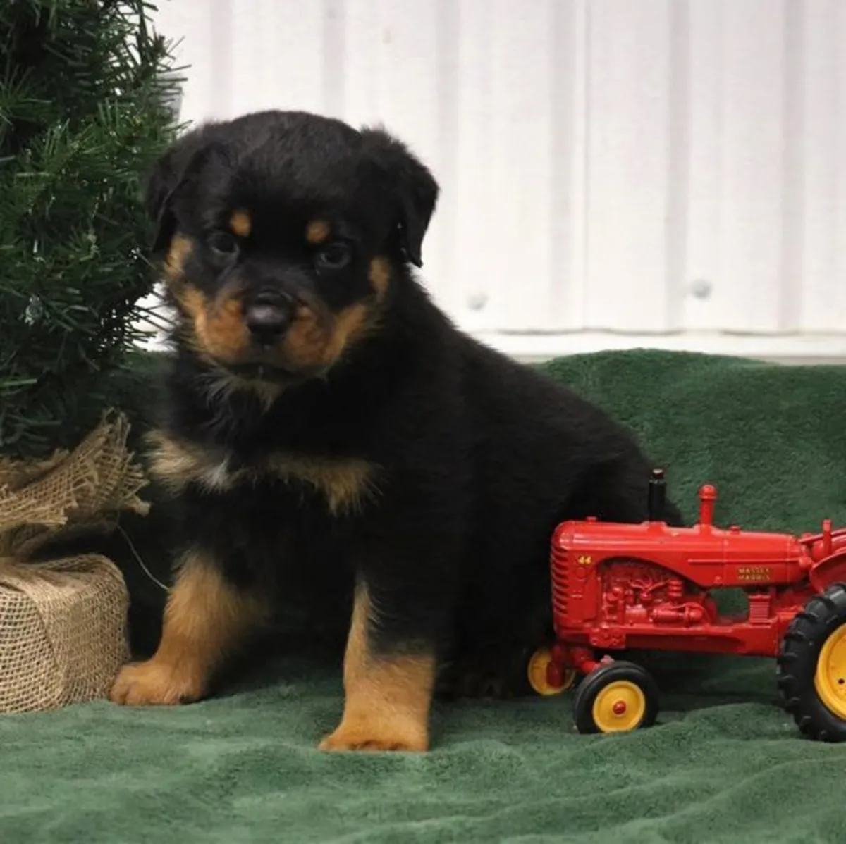 Preciosos cachorros de Rottweiler listos para entrega inmediata.
