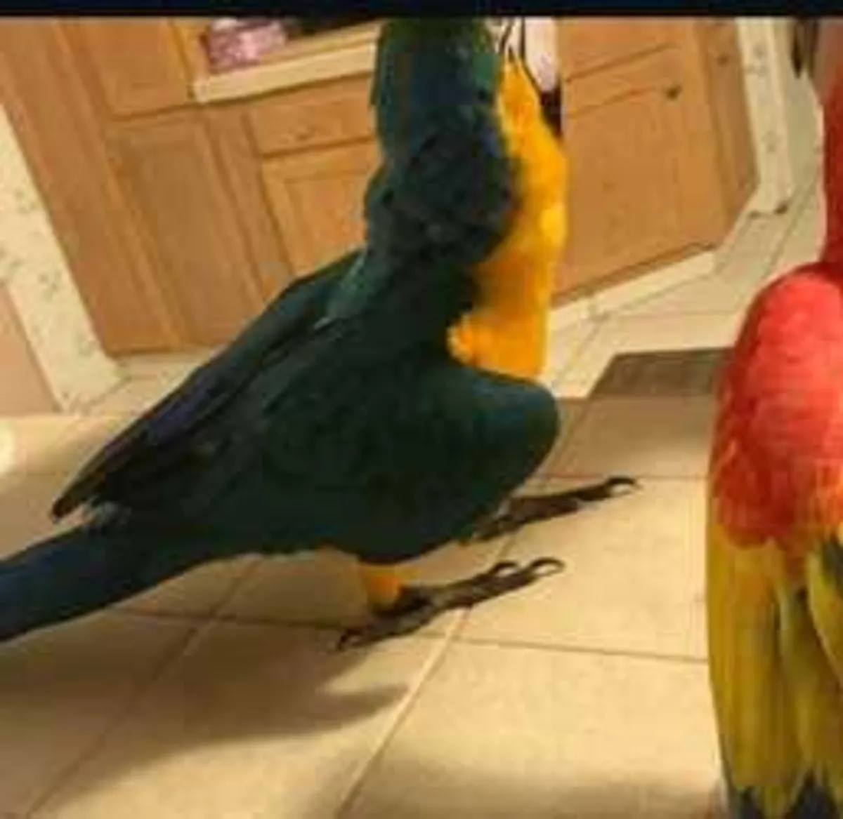 Gorgeous Macaw ready for a new home 