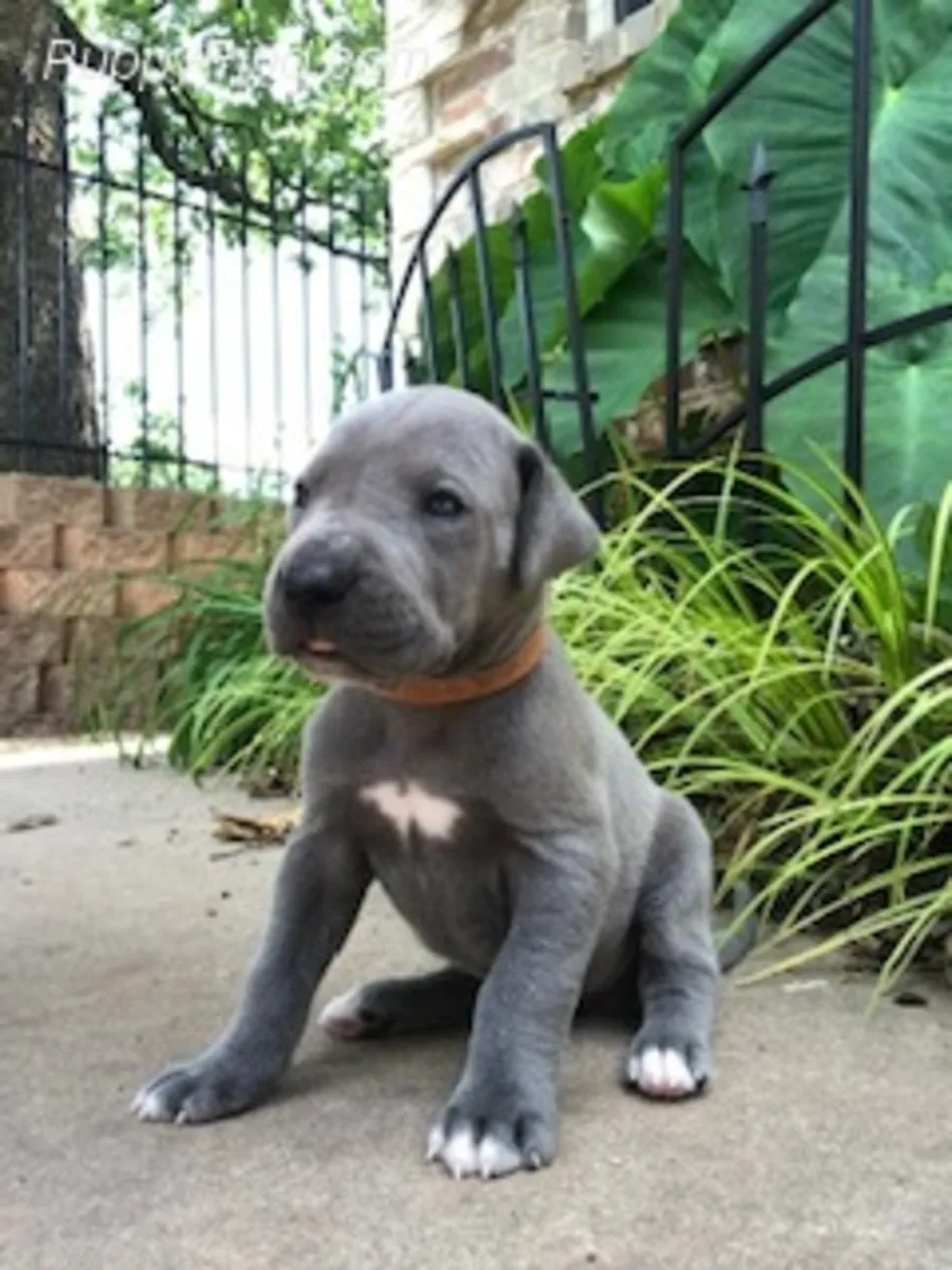 Cachorros de Gran Danés registrados en el Kennel Club, criadores autorizados, listos para entregar. 1 unidad disponible.