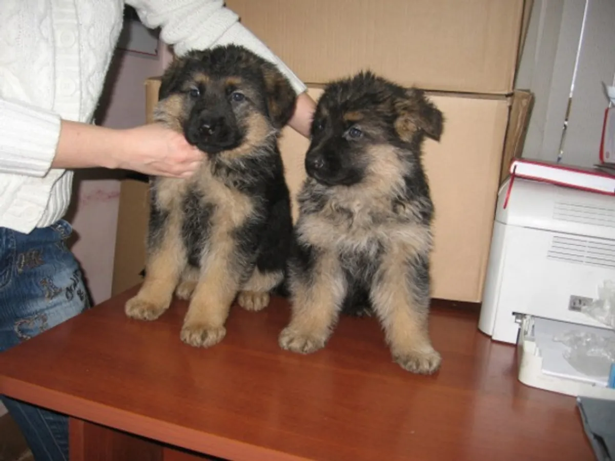 Cachorros de pastor alemán de calidad