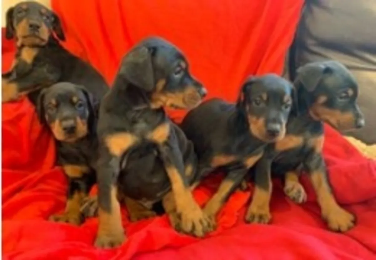 Cachorros Doberman registrados en el Kennel Club disponibles para adopción.