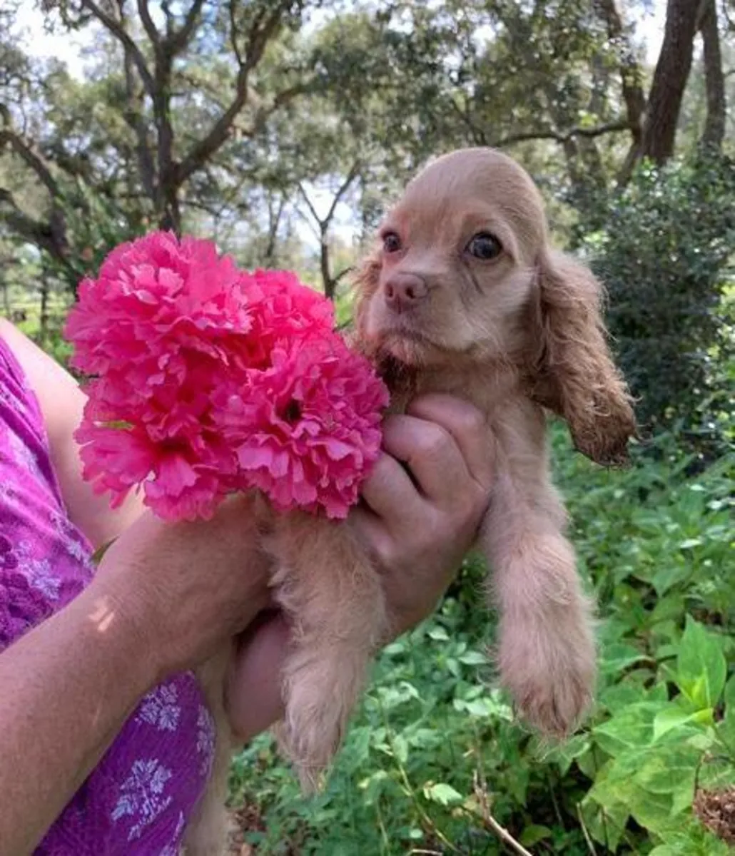 Hermosos cachorros de Cocker Spaniel