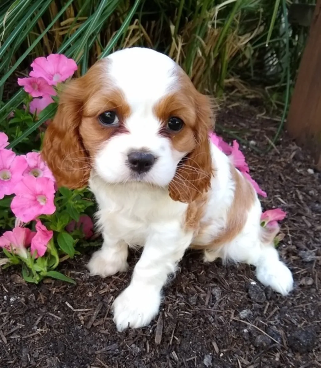 Impresionante Cavalier King Charles Spaniel registrado en el Kennel Club