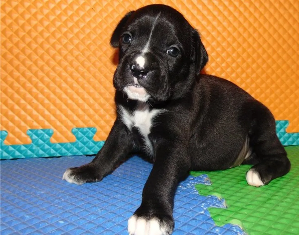 Cachorros de bóxer rojo intenso registrados, listos para entrega inmediata.