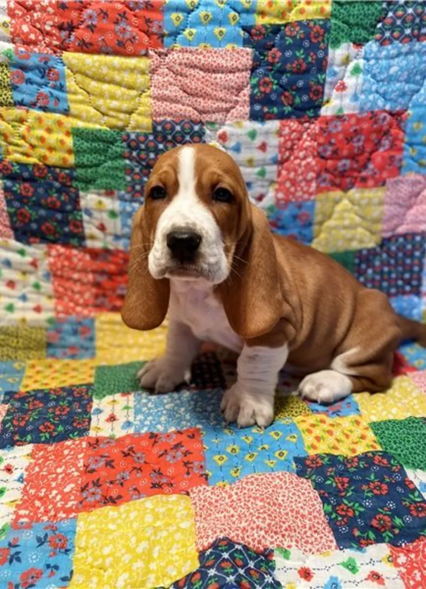 Cachorros de Basset Hound.