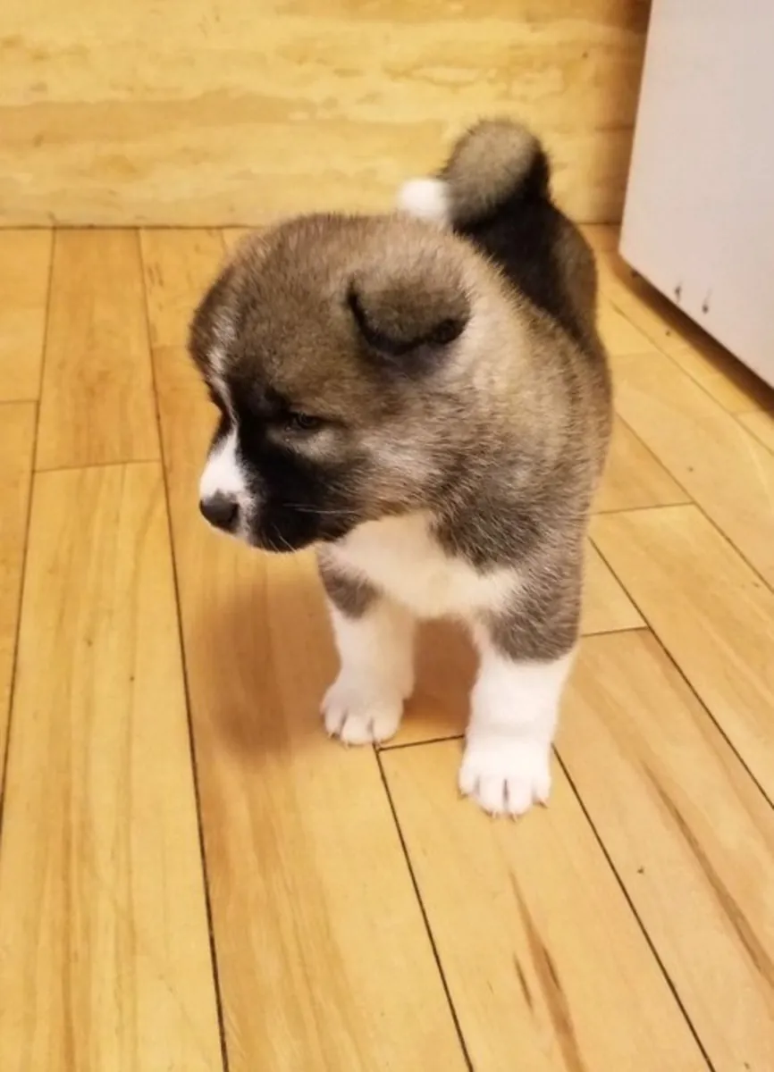 Cachorros Akita preciosos, machos y hembras.
