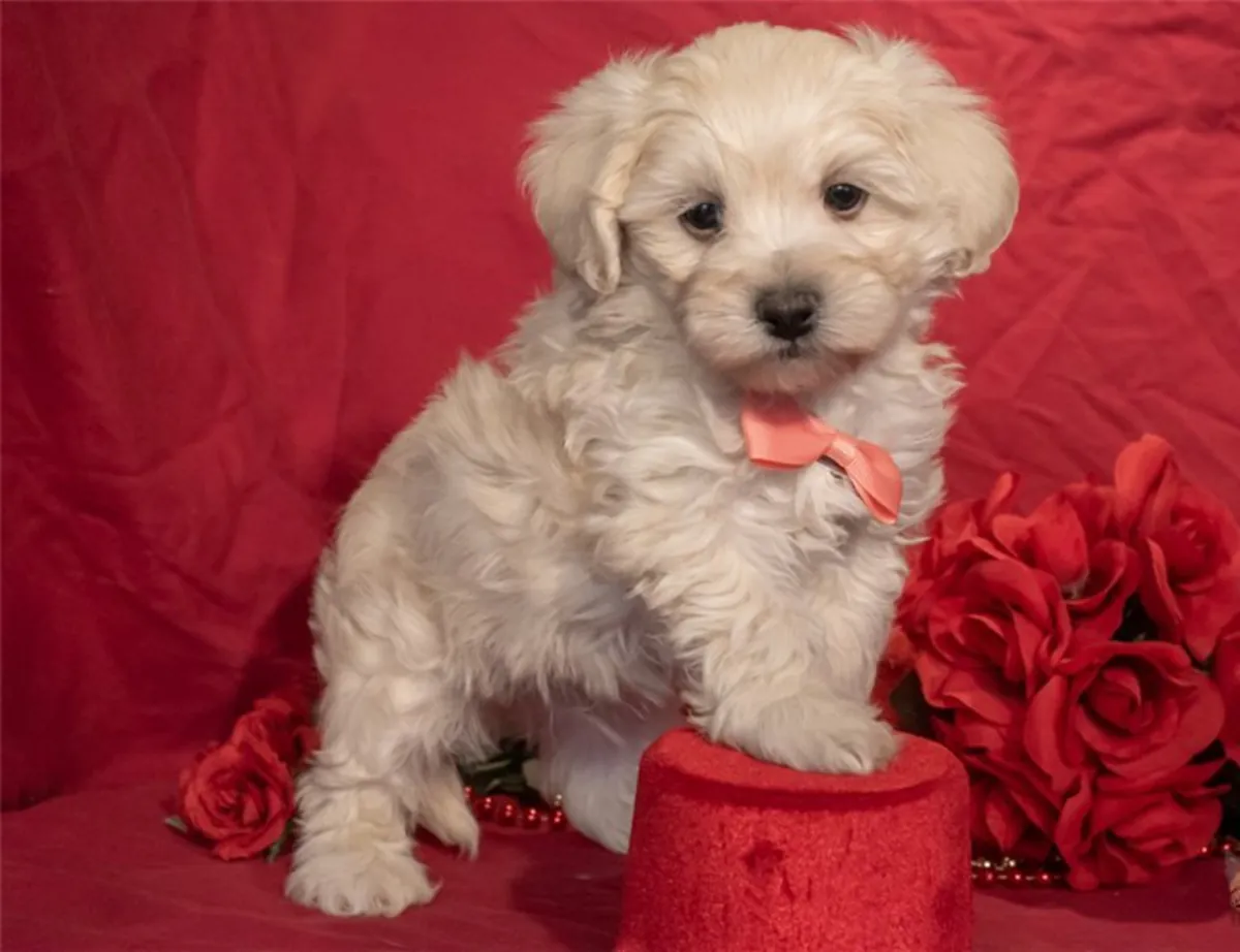 Maltipoo: 2 hembras y 1 macho disponibles.