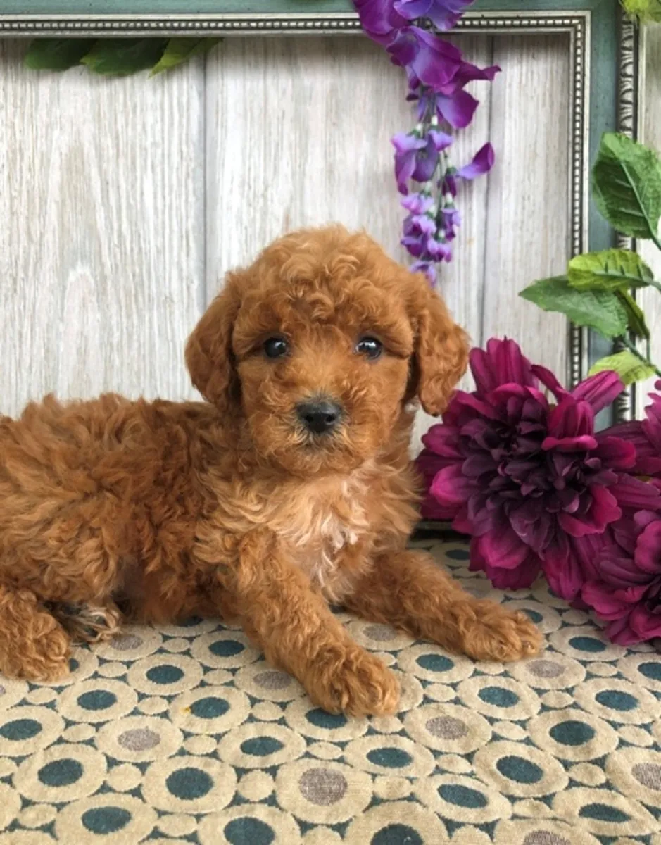 Caniche miniatura X Toy Macho Solo Pra Clear