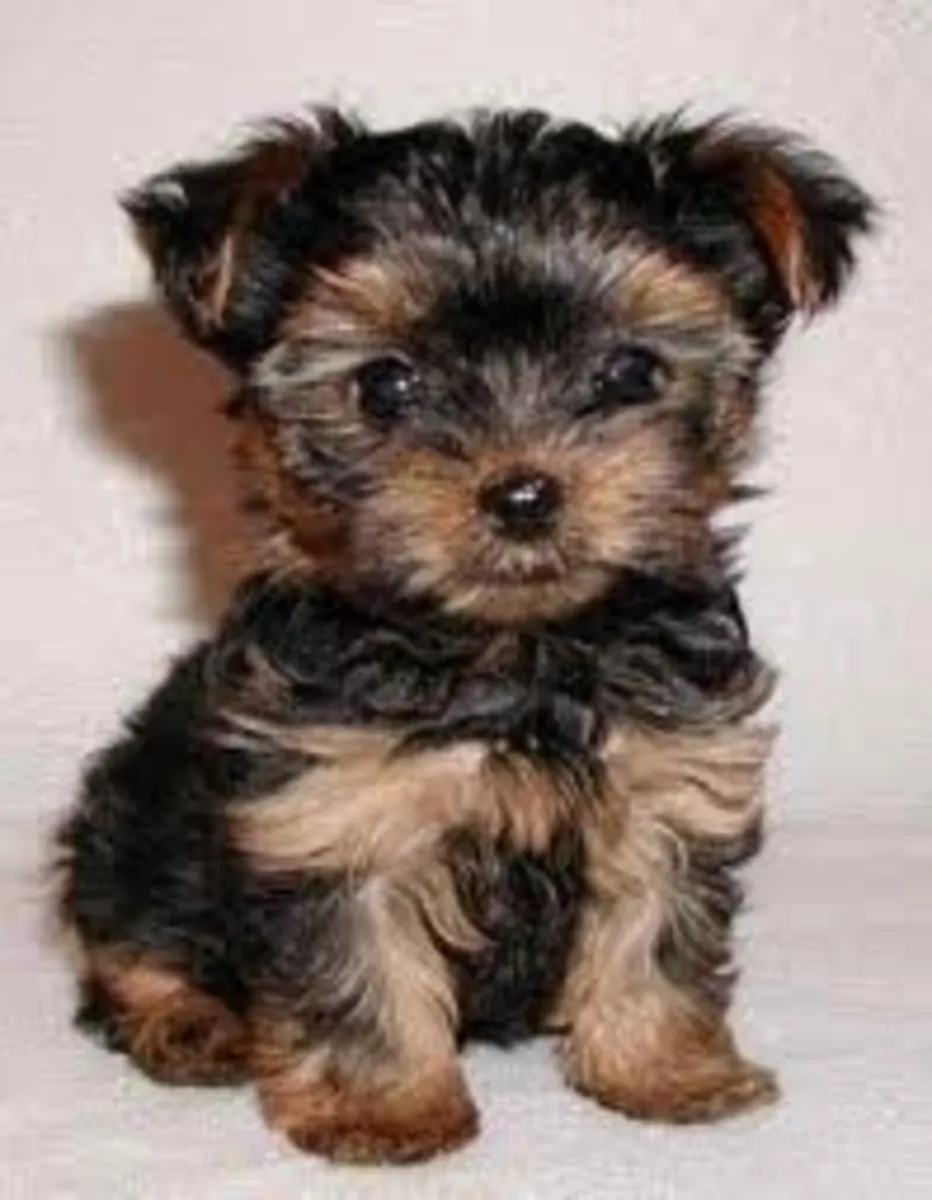 Cachorros de Yorkshire Terrier miniatura