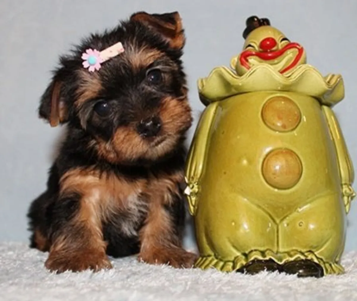 Cachorros de Yorkshire Terrier miniatura