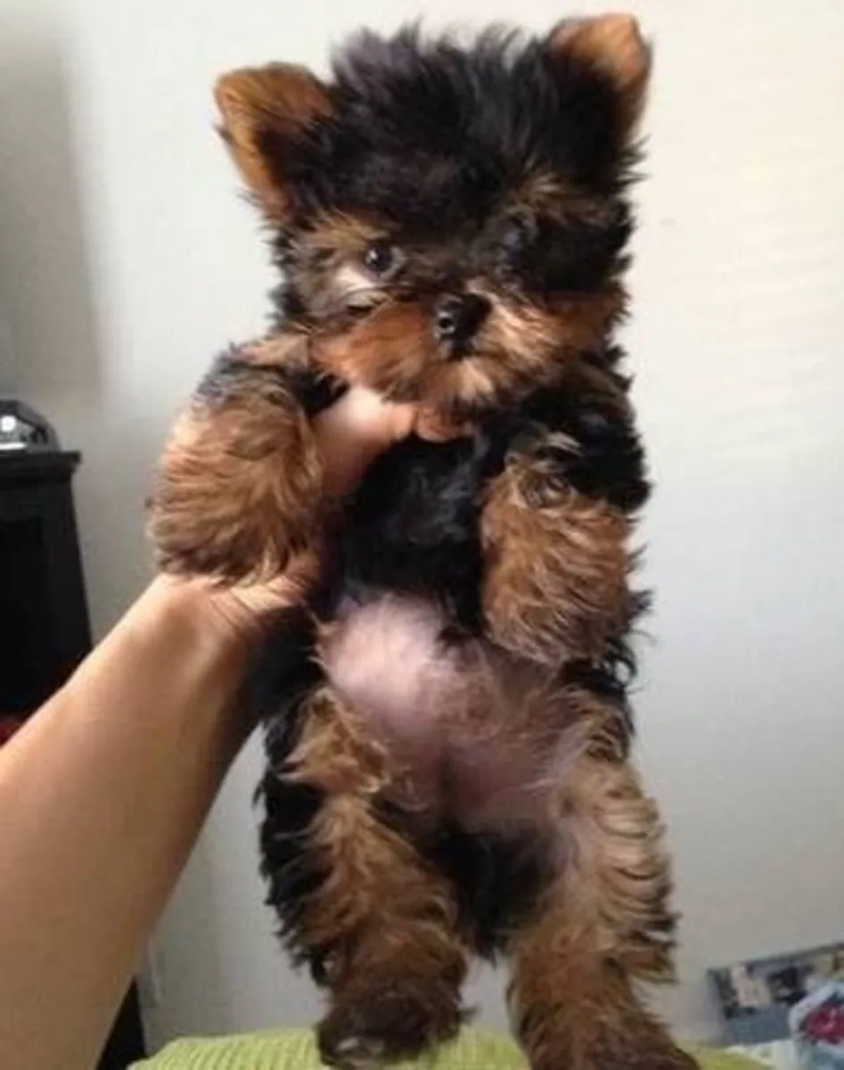Cachorros de Yorkshire Terrier miniatura