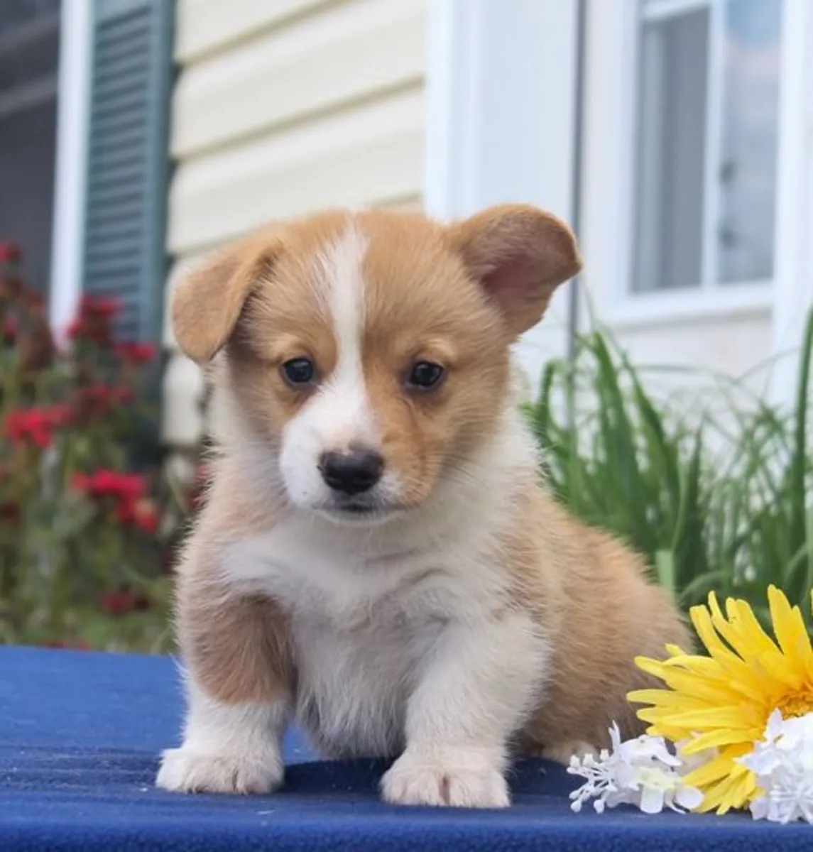 Cachorros de Welsh Pembrokeshire Corgi - Registrados en el Kennel Club