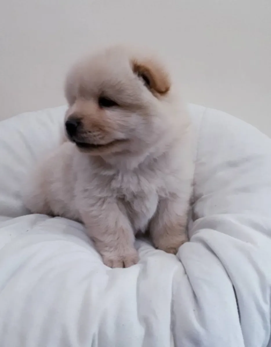 Cachorros Chow Chow en adopción