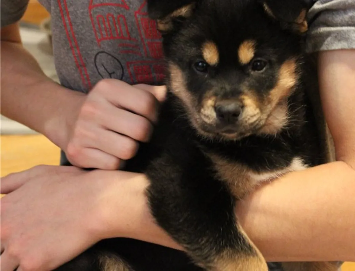 Preciosos cachorros de Rottweiler listos para entrega inmediata.