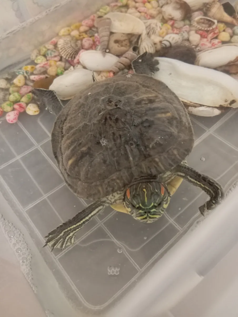 Tortuga