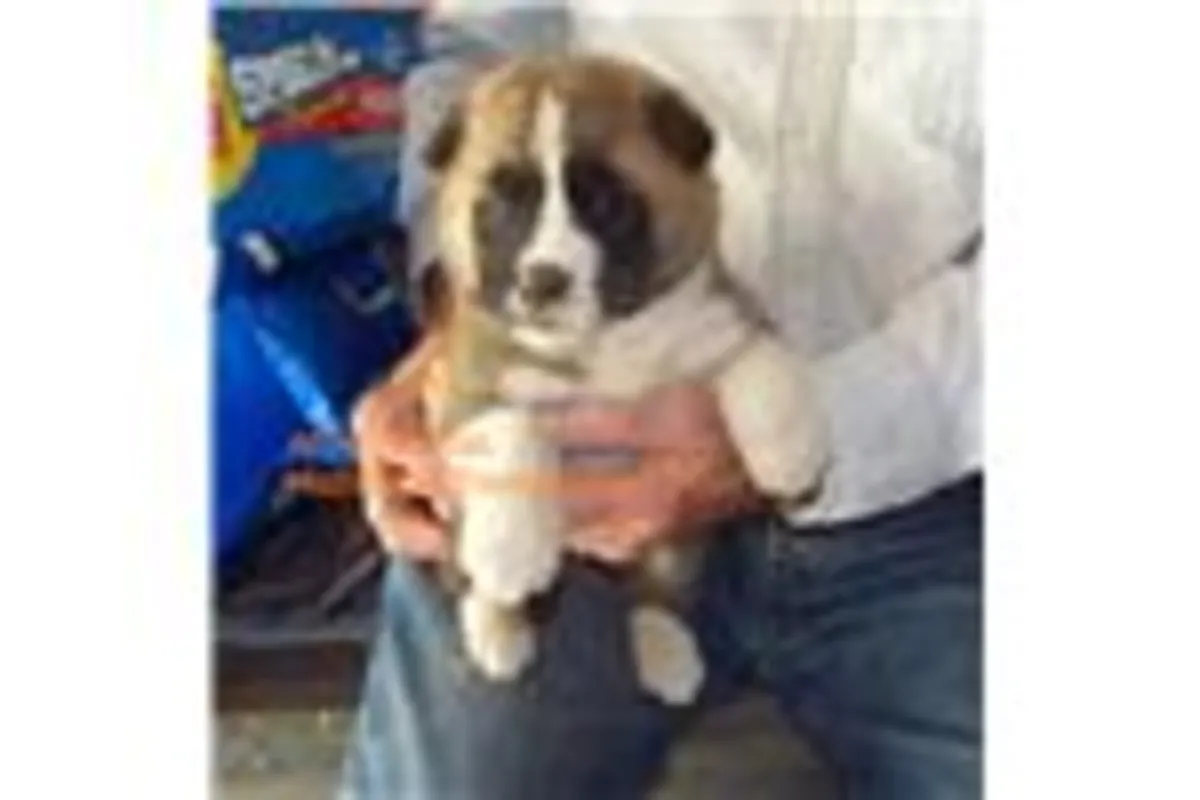 awesome Akita puppies male and females