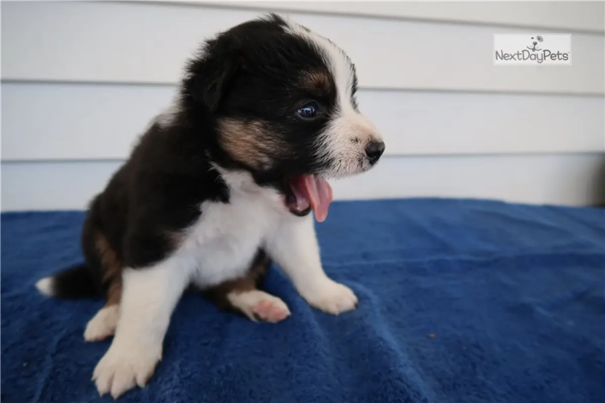 Cachorro de pastor australiano busca hogar definitivo