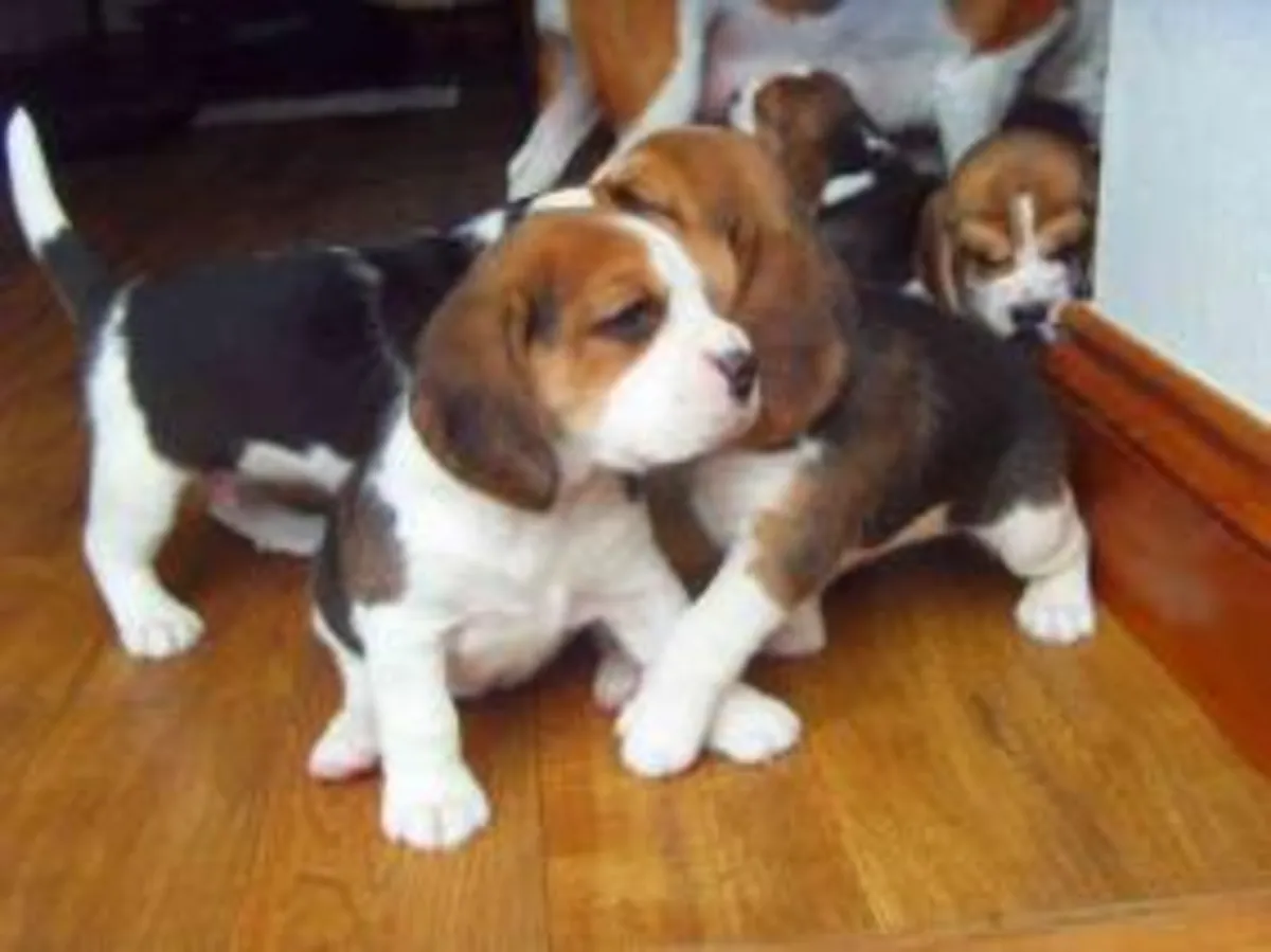Preciosos cachorros de beagle
