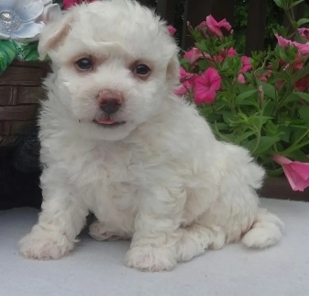 Bitchon Frise puppy for adoption