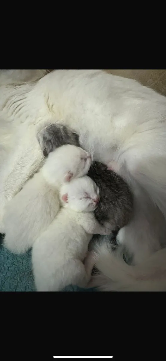 Gatos Scottish Fold nacidos el 27 de marzo