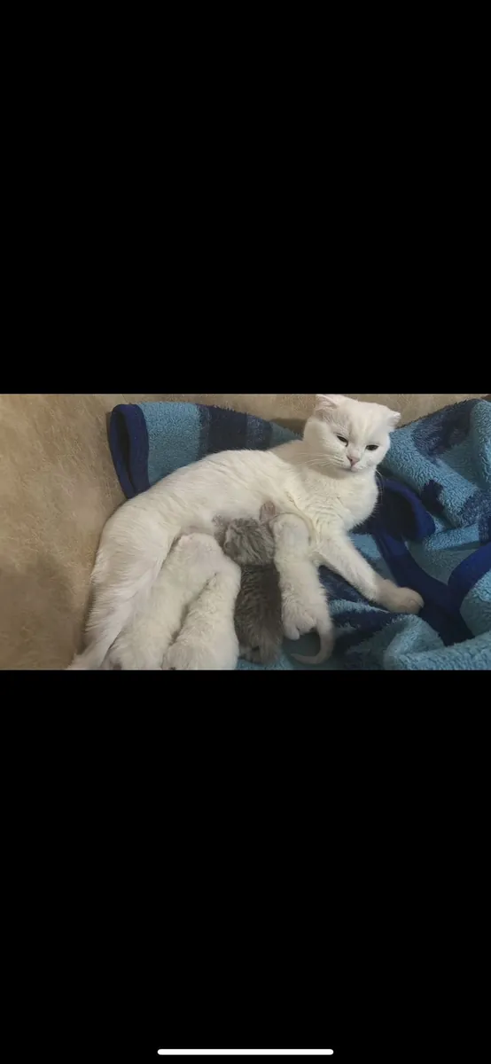 Gatos Scottish Fold nacidos el 27 de marzo