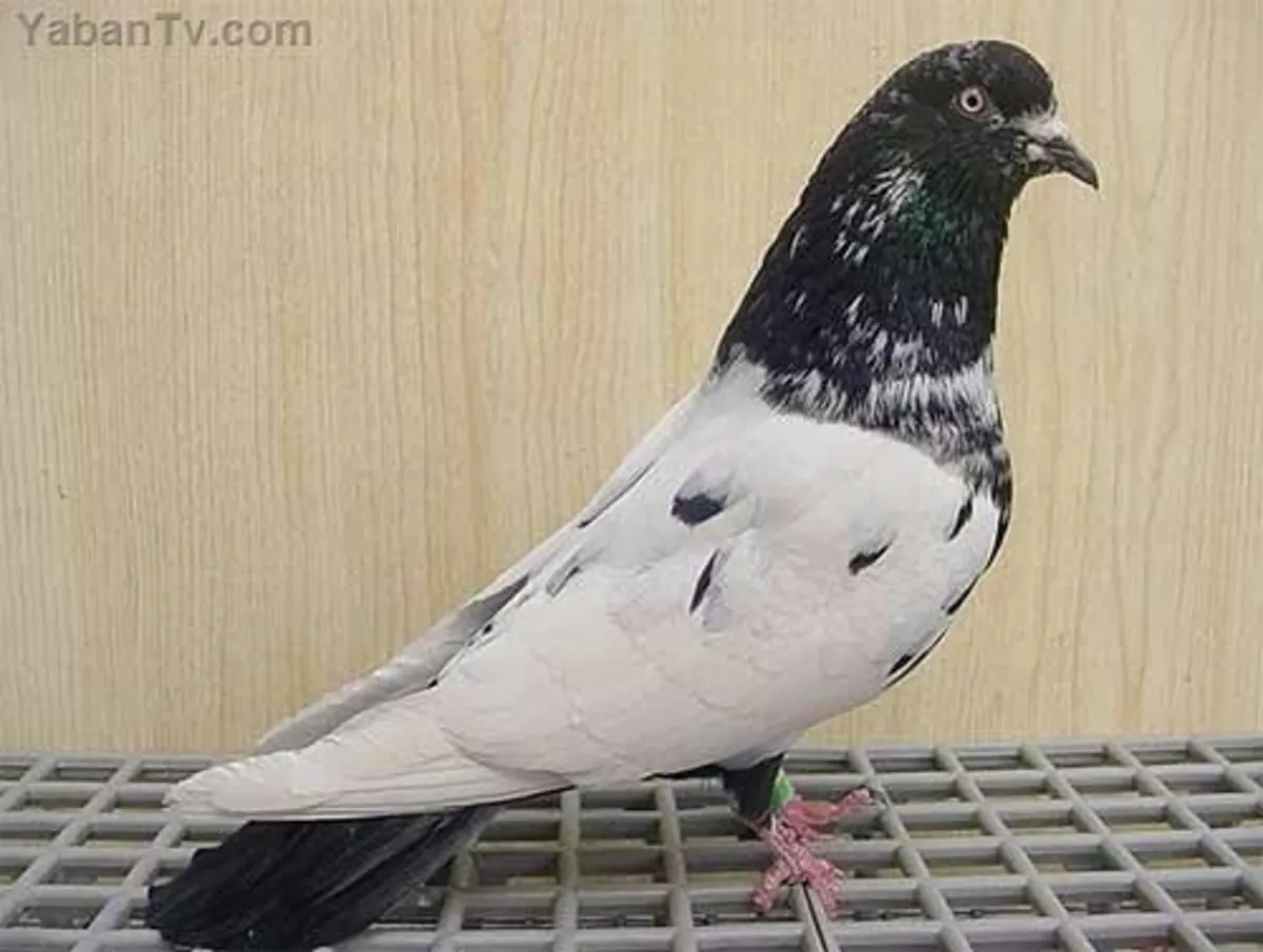 Viyana Yüksek Uçan Sahiplendirme | Yüksek Uçuş Kabiliyeti