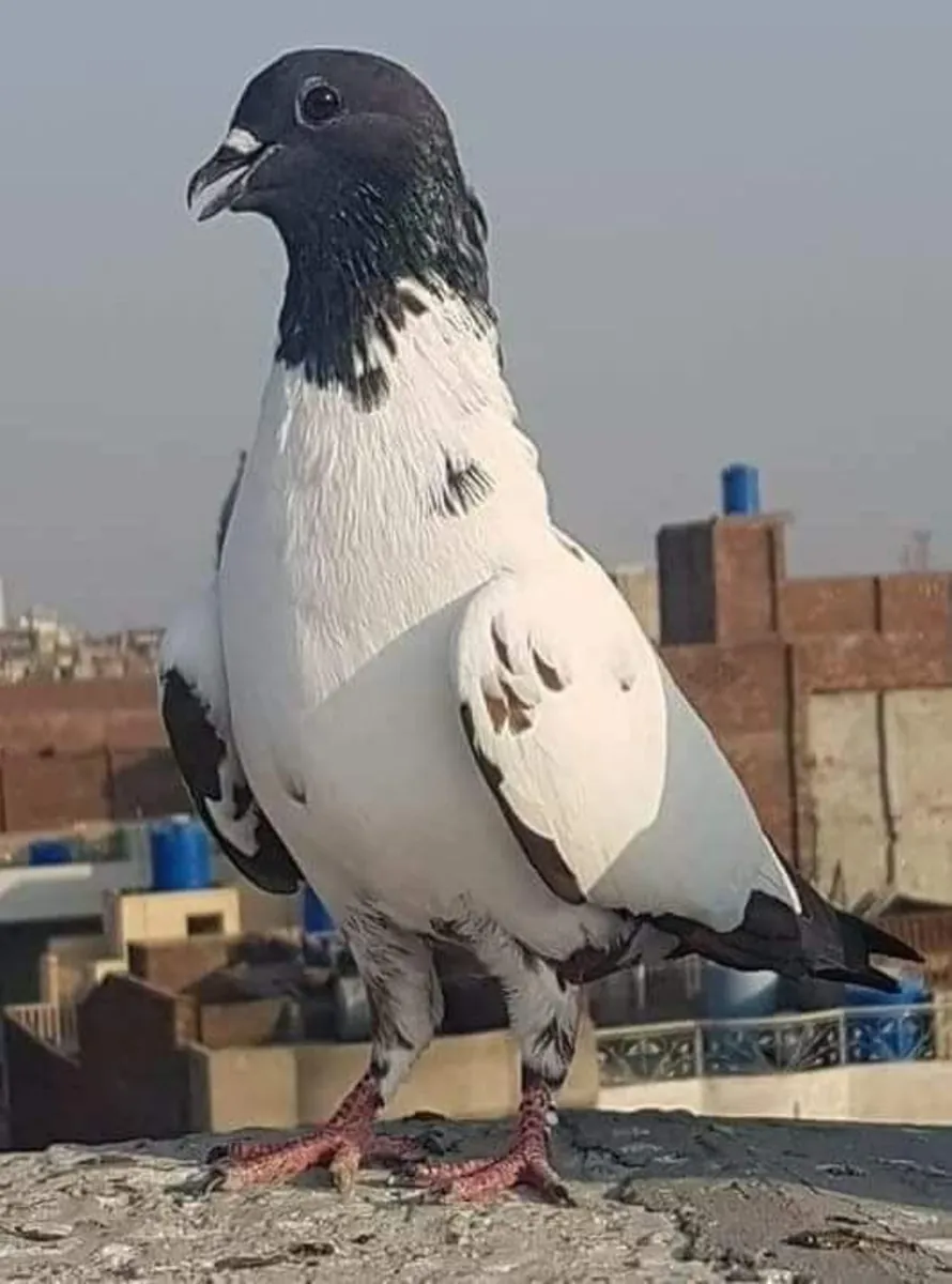 Viyana Yüksek Uçan Sahiplendirme | Yüksek Uçuş Kabiliyeti