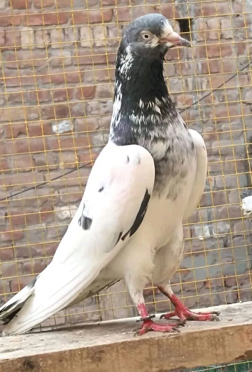 Viyana Yüksek Uçan Sahiplendirme | Yüksek Uçuş Kabiliyeti