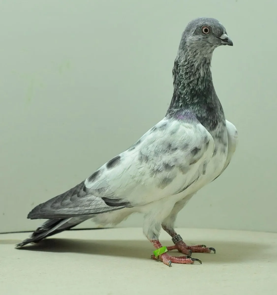 Budapeşte Yüksek Uçan Sahiplendirme | Uzun Süre Havada Kalır