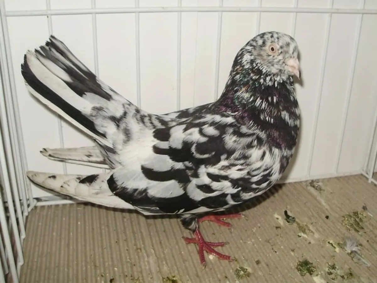 Oriental Roller Sahiplendirme | Çevik ve Hareketli