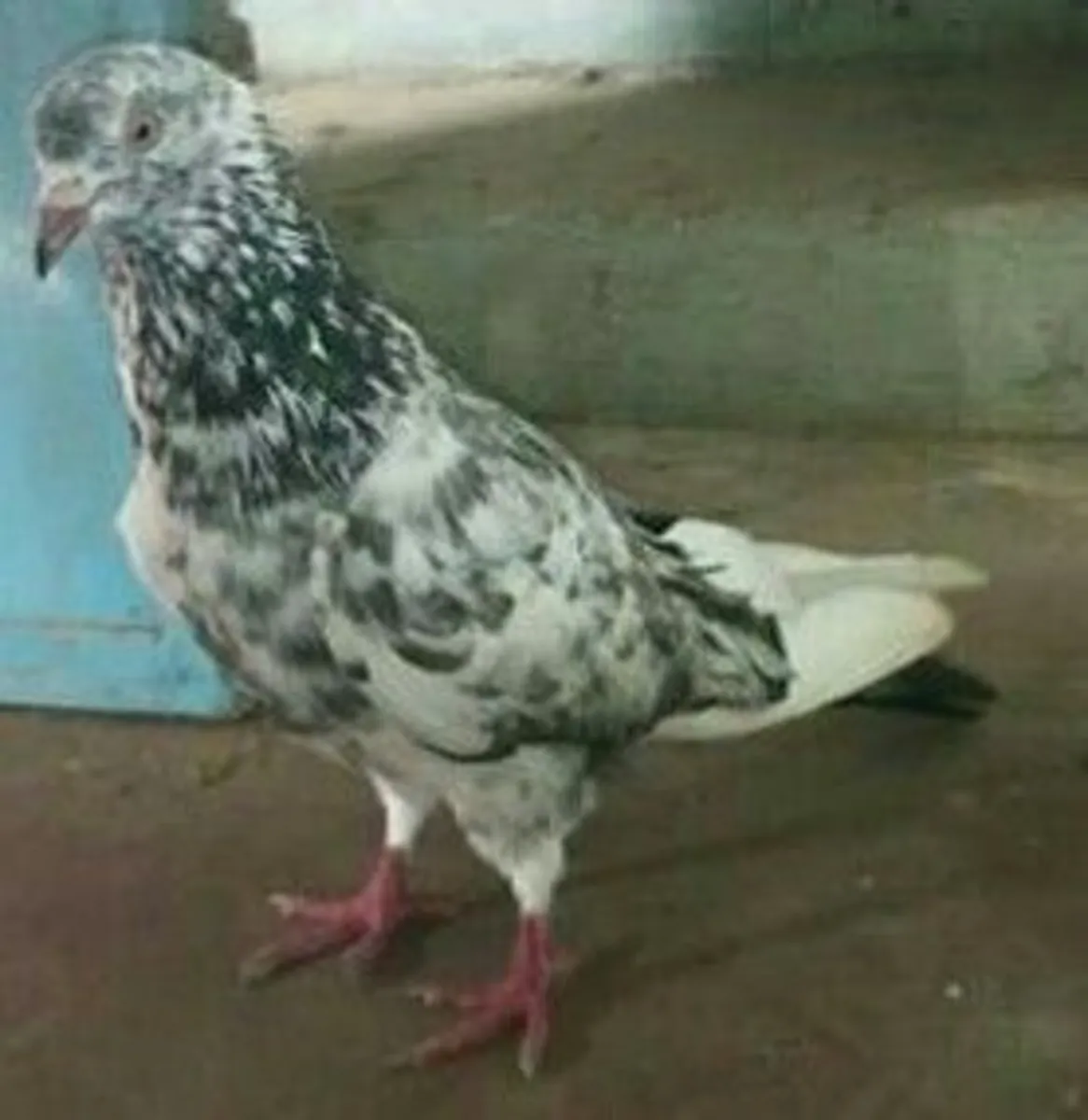 Oriental Roller Sahiplendirme | Çevik ve Hareketli