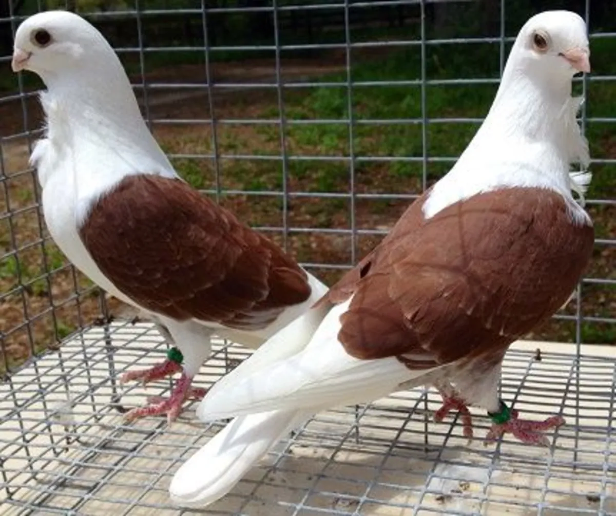 Vienna Tumbler Sahiplendirme | Dengeli ve Uyumlu