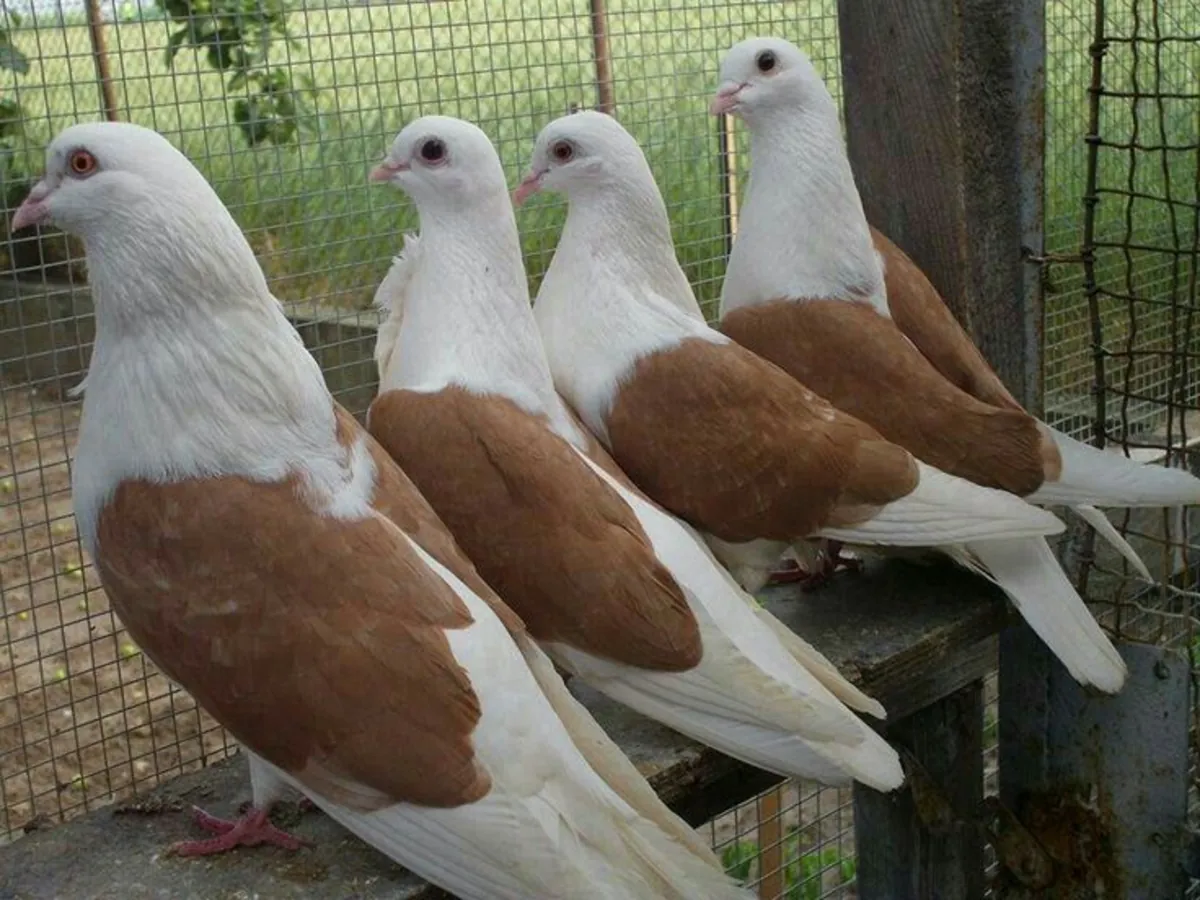 Vienna Tumbler Sahiplendirme | Dengeli ve Uyumlu