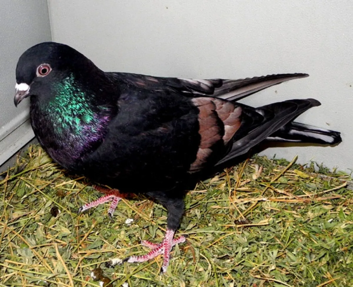 Show Pigeon Sahiplendirme | Gösteri ve Sergi Amaçlı