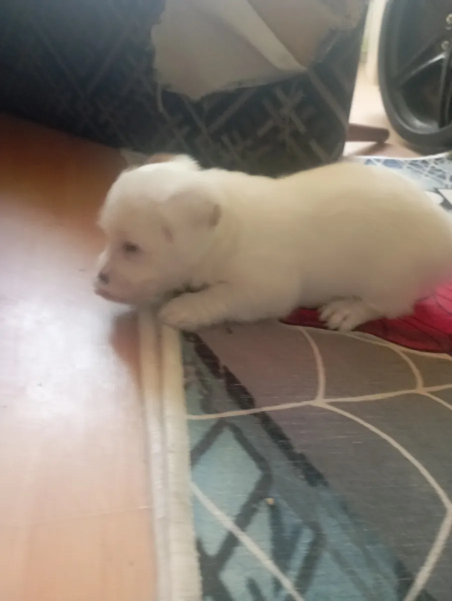 Anne Jack baba maltese