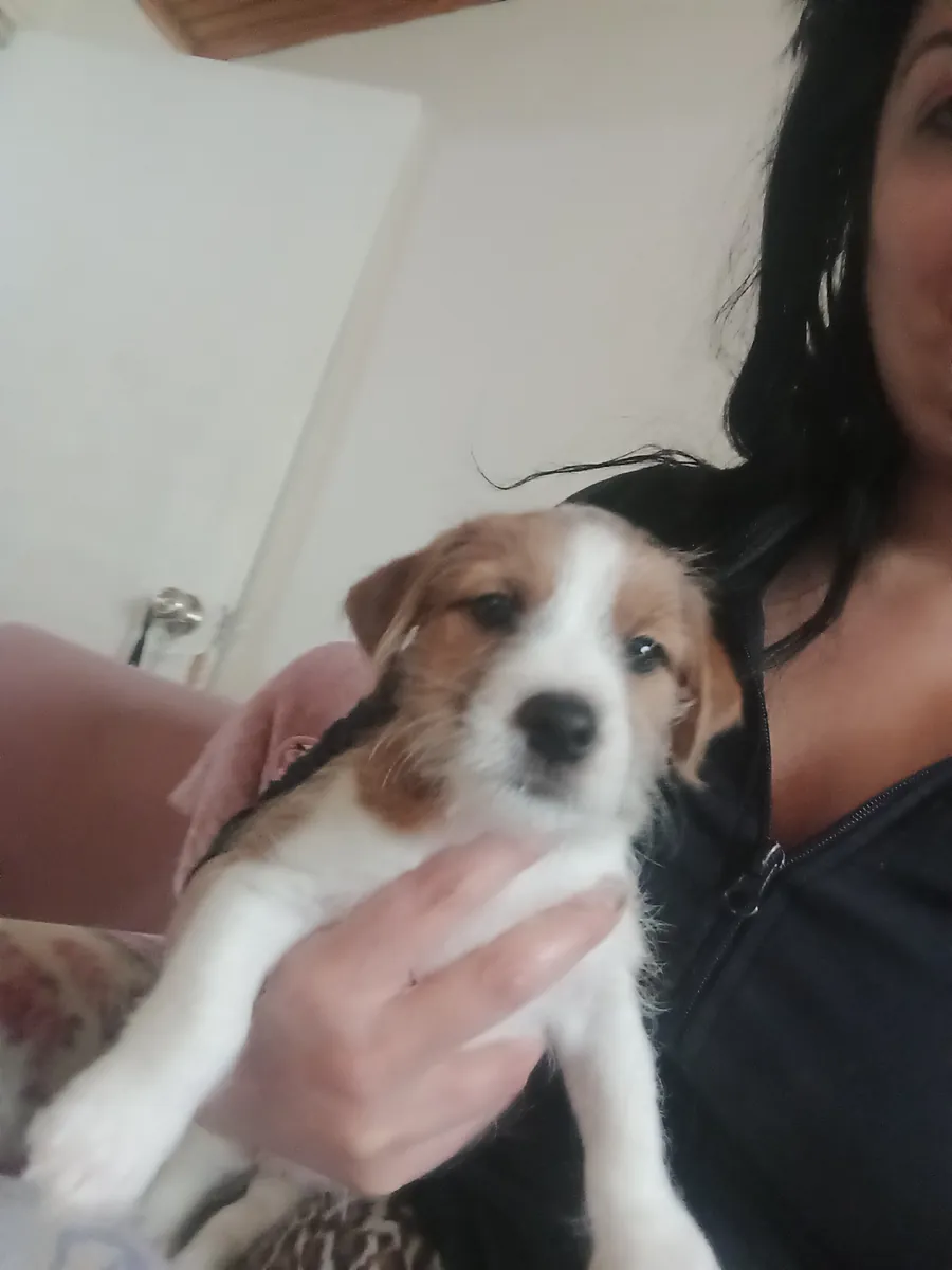 Anne Jack Russell TERİER baba maltais TERİER