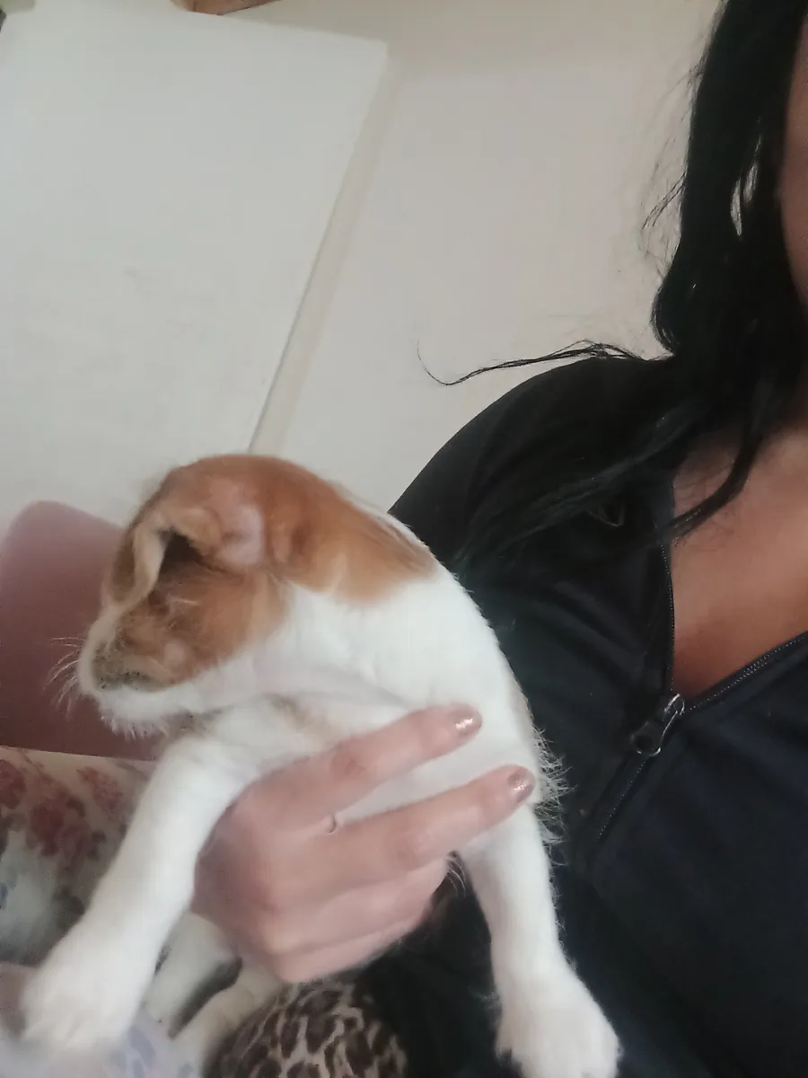 Anne Jack Russell TERİER baba maltais TERİER